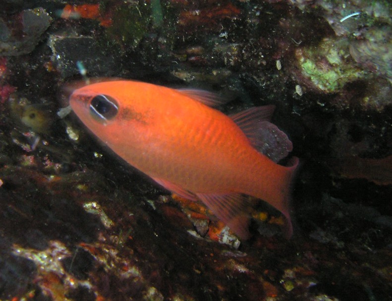 Apogon imberbis